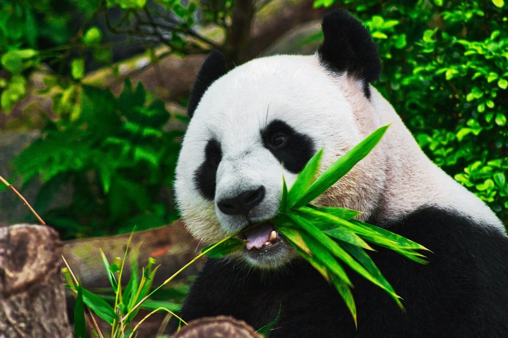 Animaux #2
