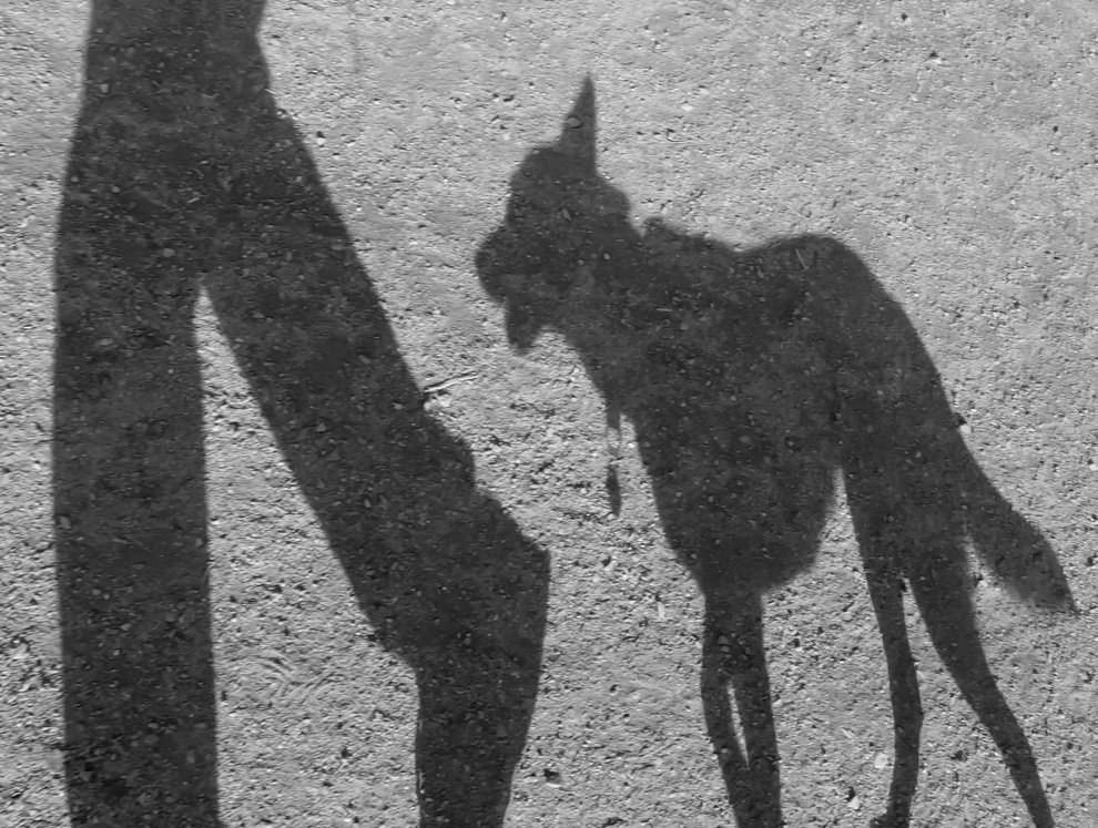 Les Animaux Iconiques des Héros de Fiction