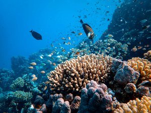 Image pour le quiz Le Monde de Nemo